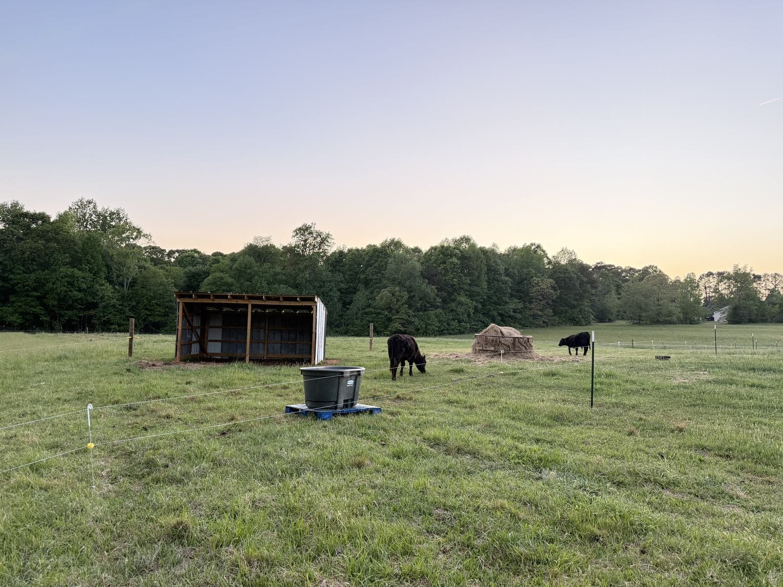 The pasture at evening with the shed, a water tank, and cattle