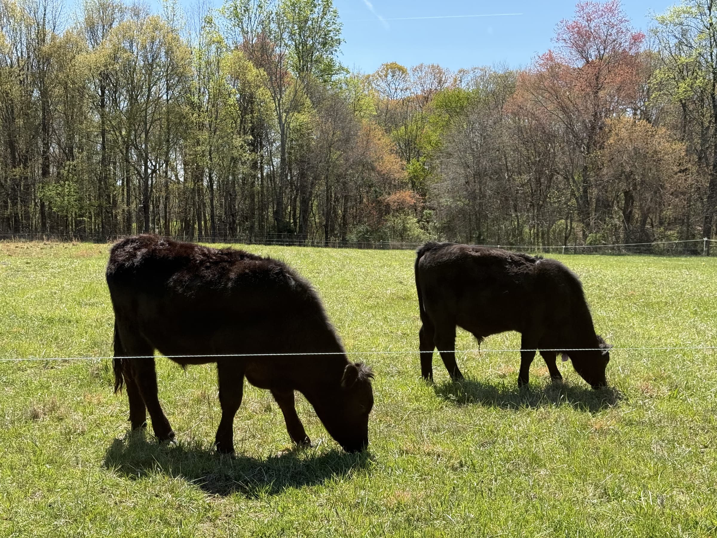 Two cattle grazing green grass, close up
