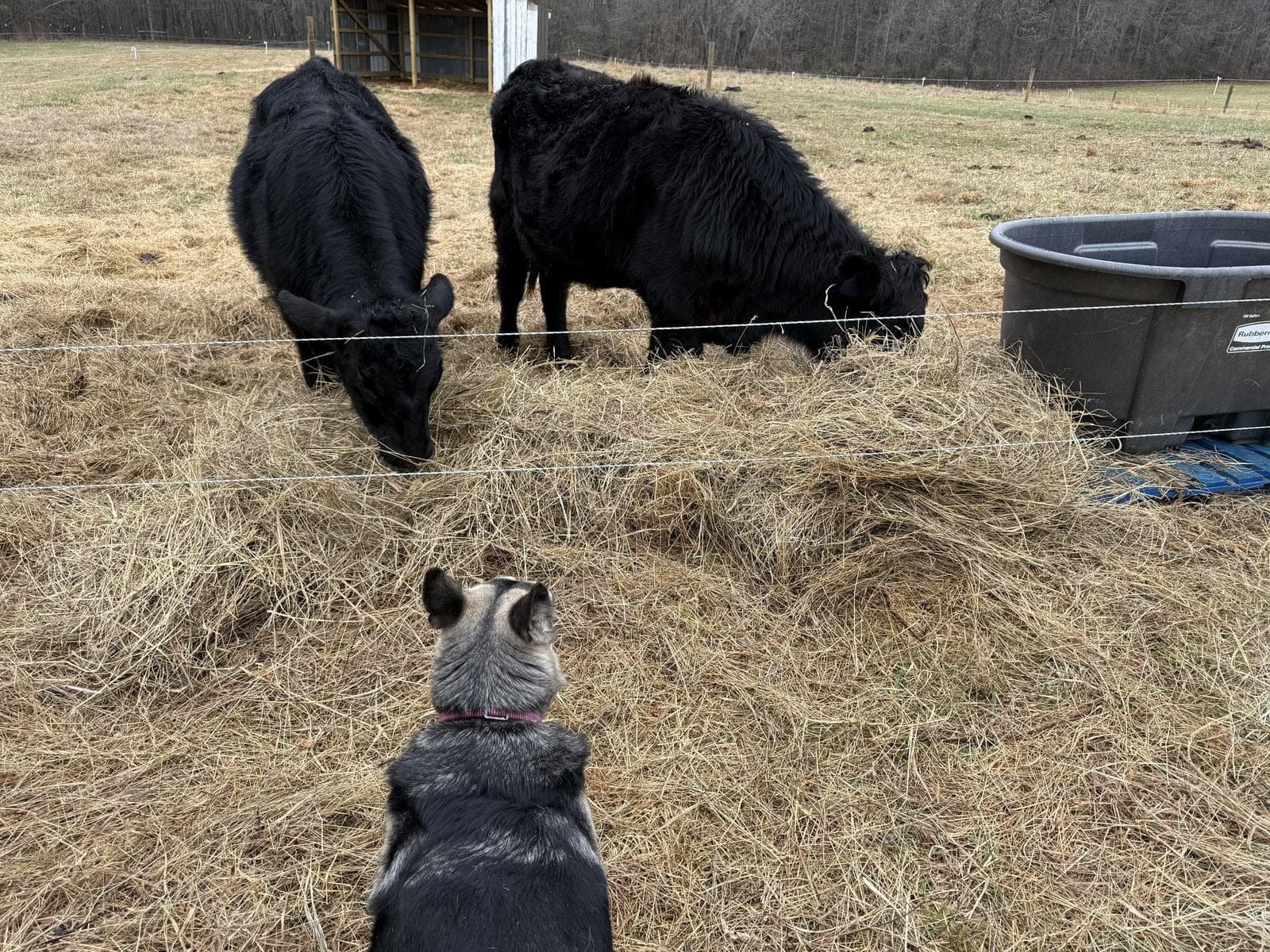 Cattle eating hay while Missy watches from the fence line