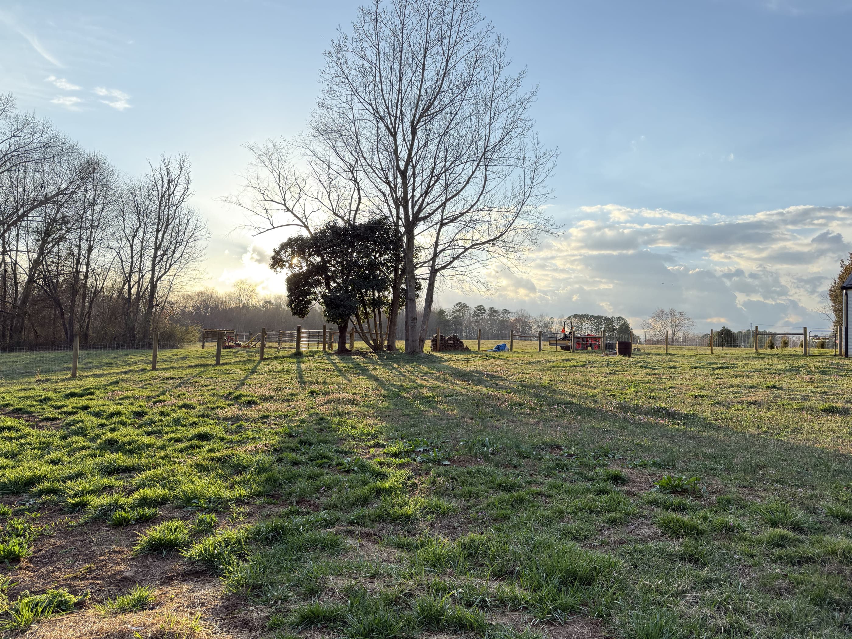 Evening light and long shadows across the pasture, the treeline behind