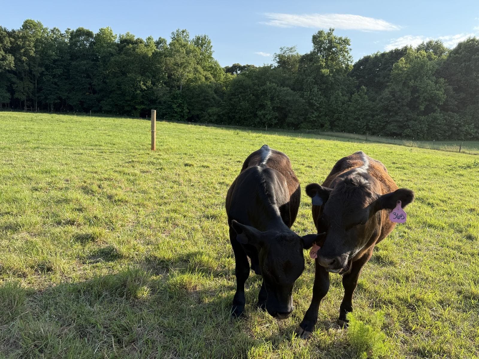 Two cattle grazing close to the camera in green grass