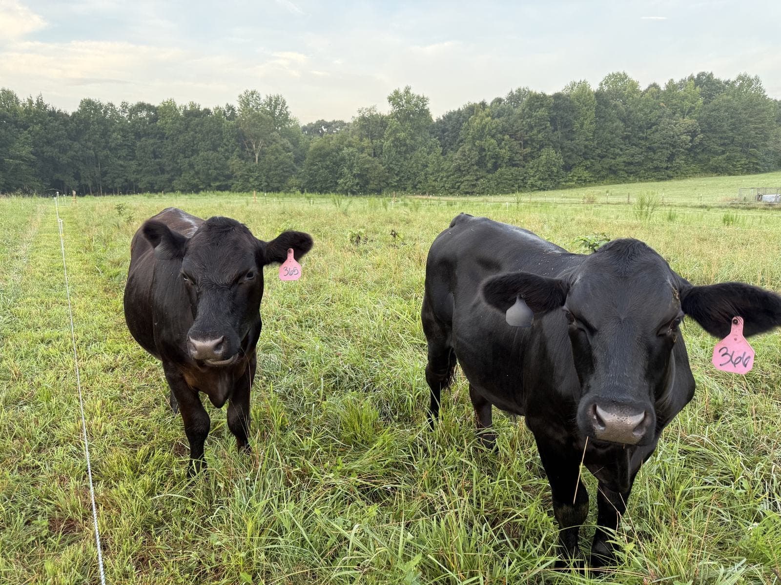 Two black cattle standing in green summer grass