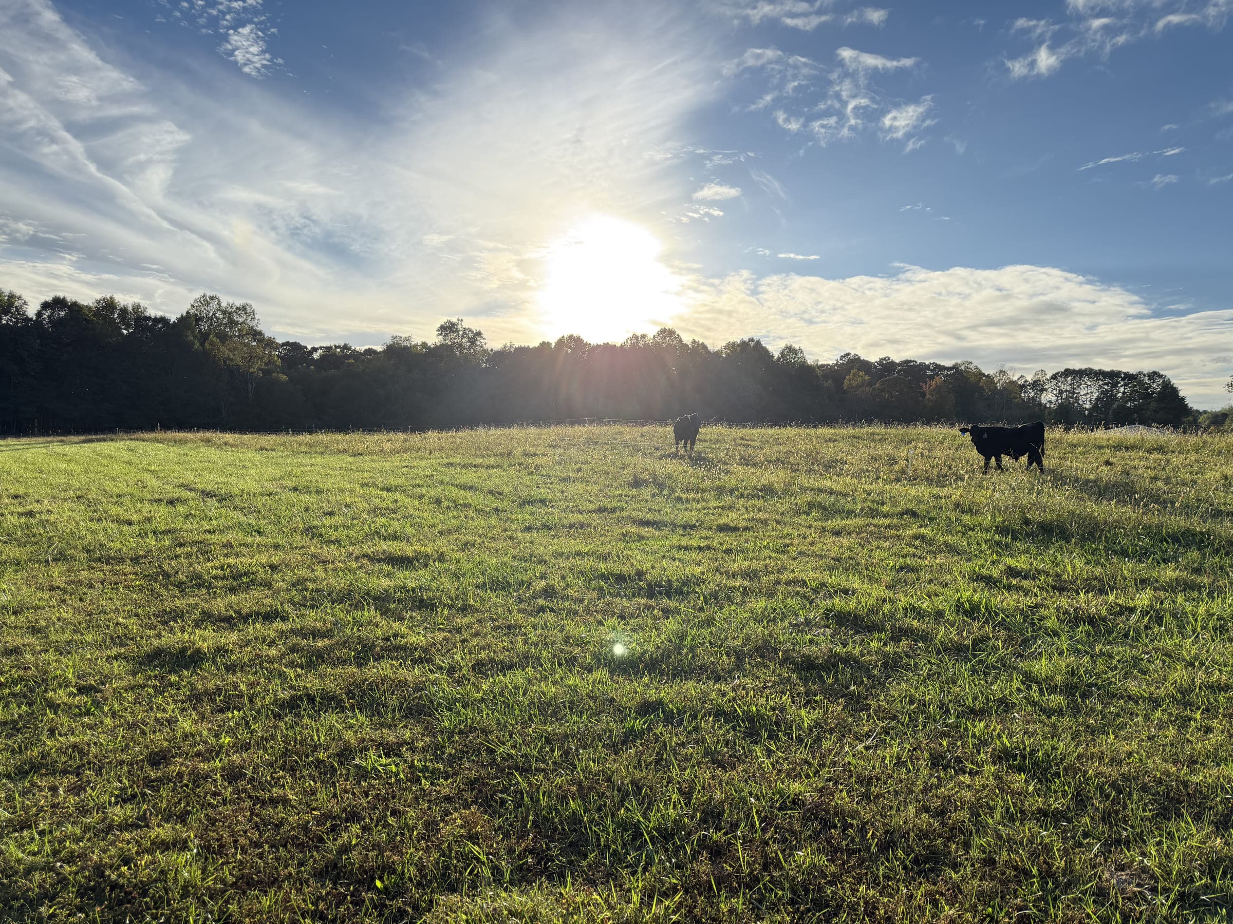 Low sun over the pasture with cattle grazing in the distance