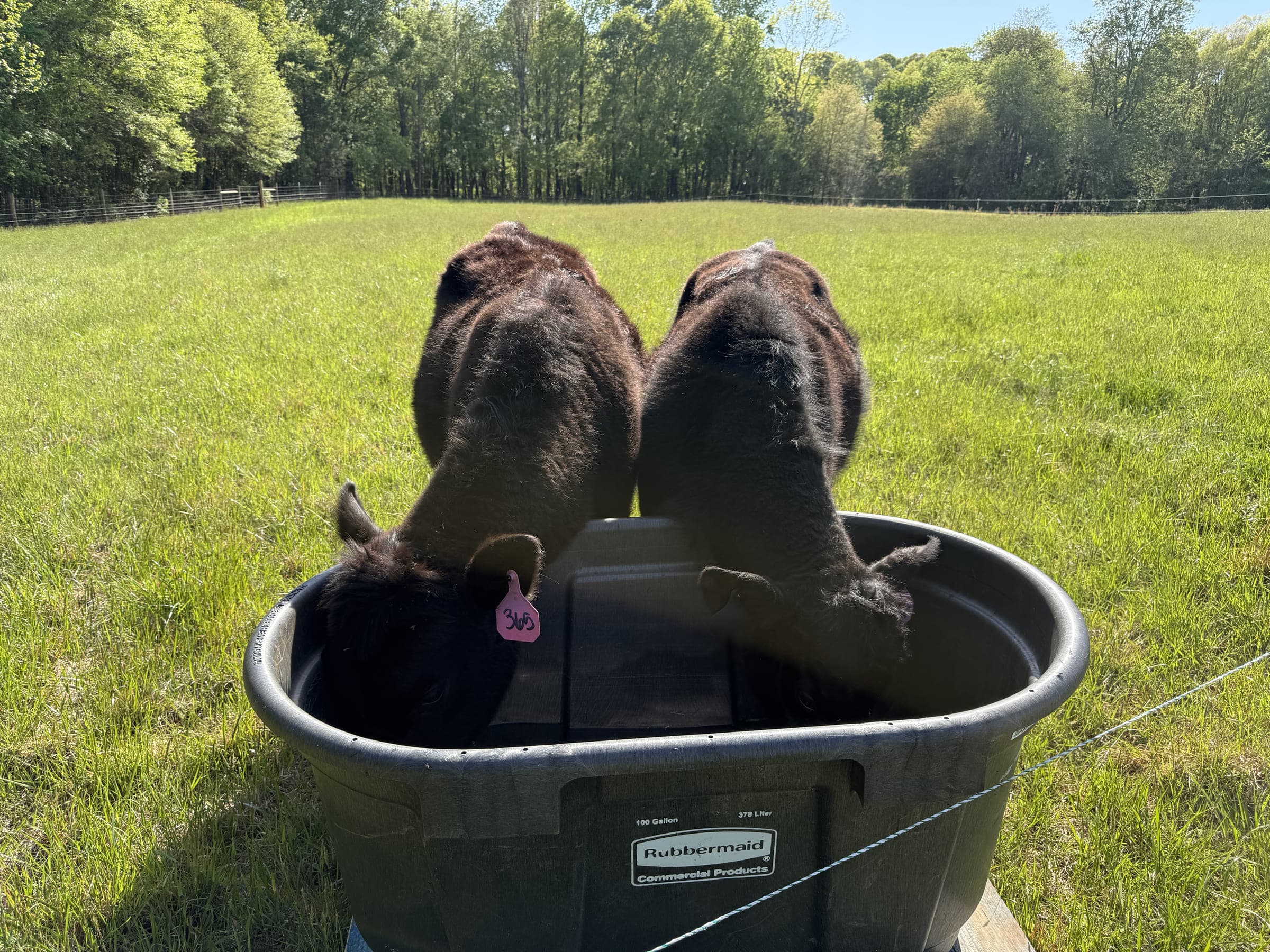 Two cattle drinking from the water tank in green pasture, treeline behind