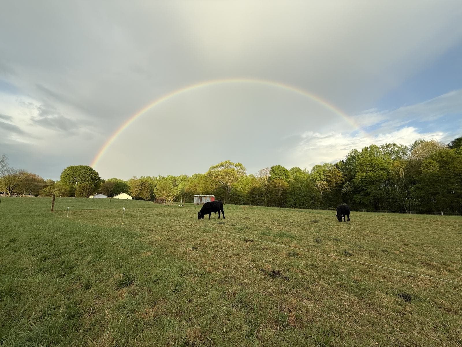 Cattle grazing under a rainbow after rain