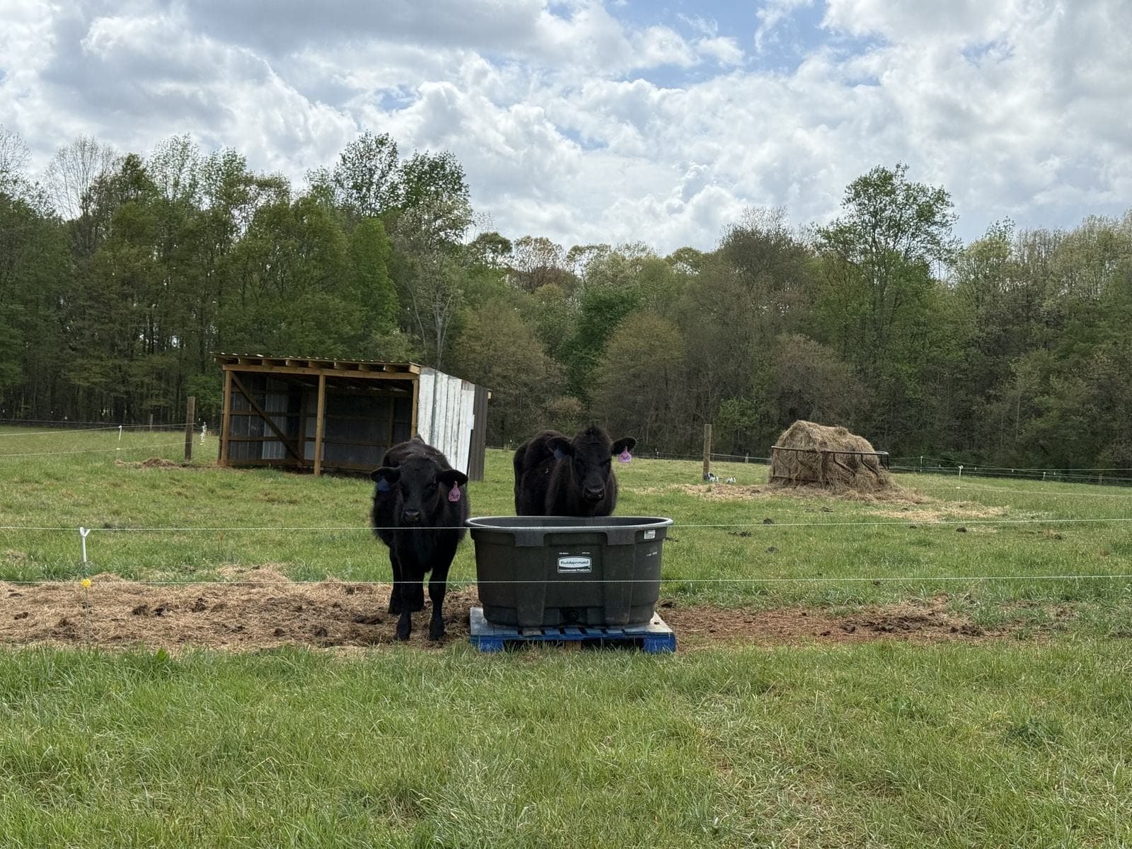 Cattle at the water tank beside the shed