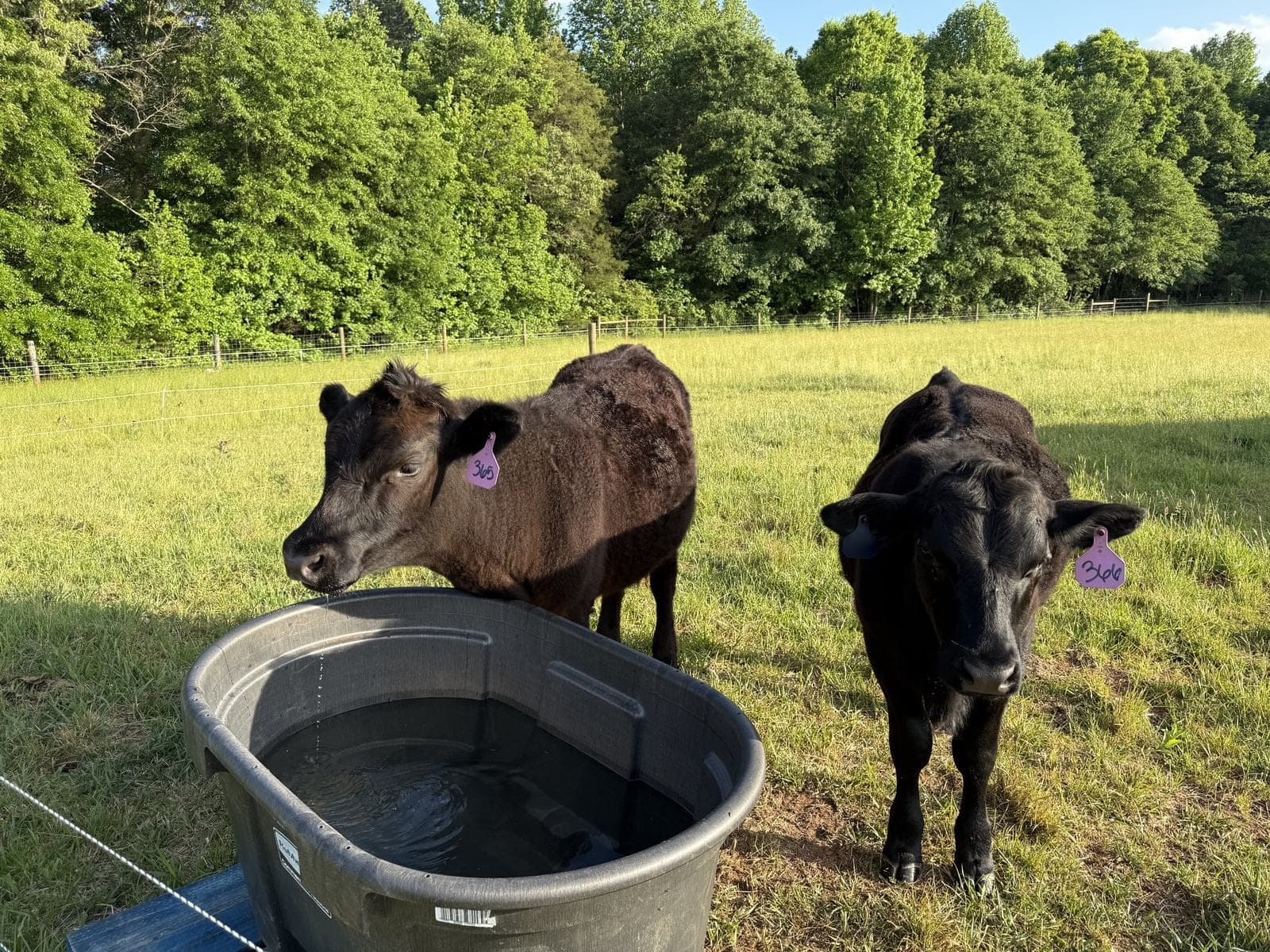 Two cattle at a full water tank in green pasture