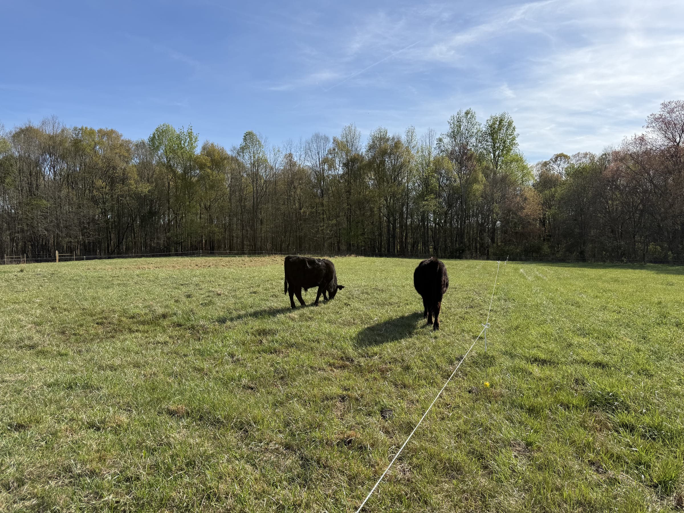 The pasture under a wide blue sky, two cattle grazing in the distance