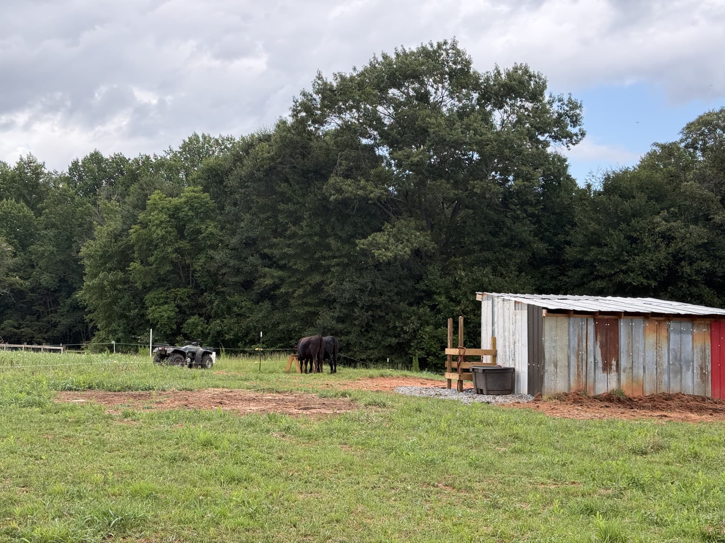 Cattle by the shed on an overcast day