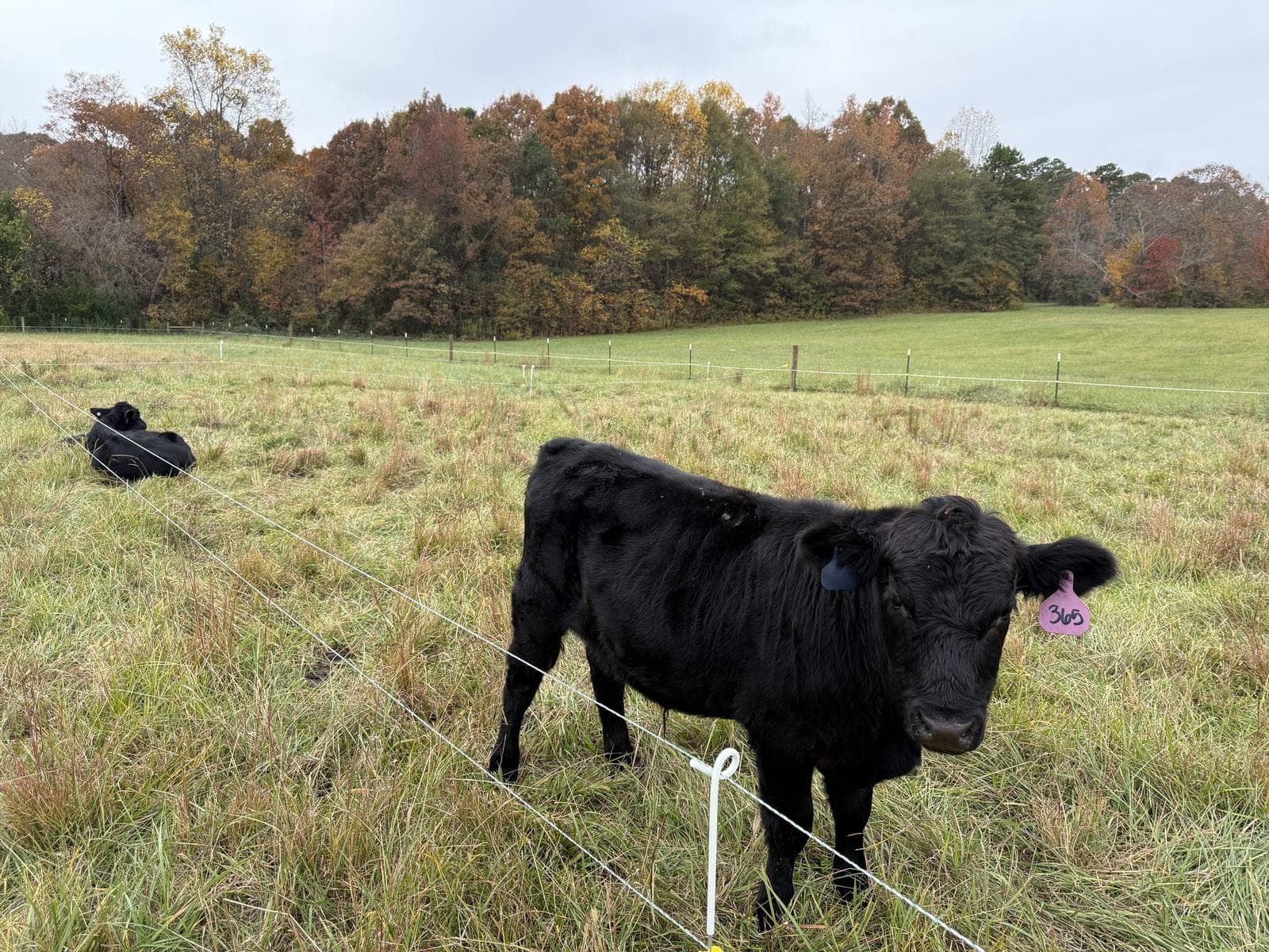 A steer looking at the camera in green pasture