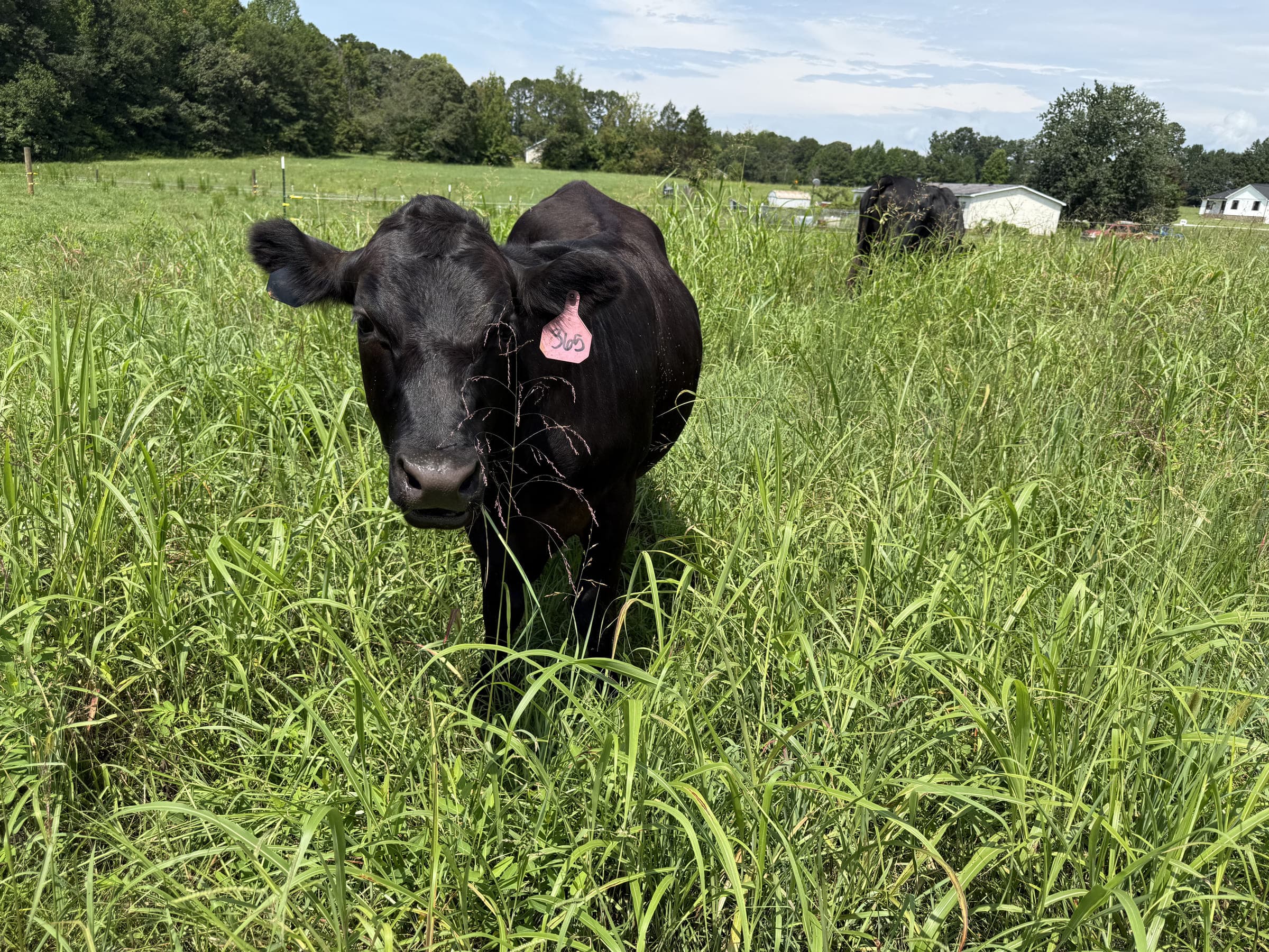 A steer standing in tall summer grass